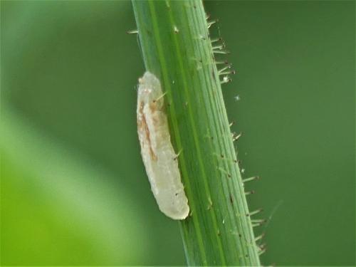 Episyrphus balteatus